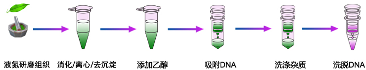 植物DNA提取 植物DNA提取