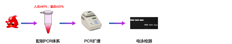 血液直接PCR 血液直接PCR