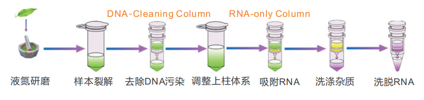 RNA-多糖 RNA-多糖