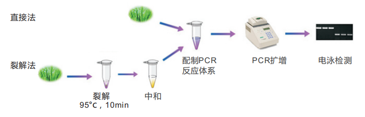 普通叶片 普通叶片